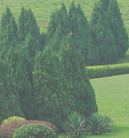 智能任务调度的DDOS在线压力测试